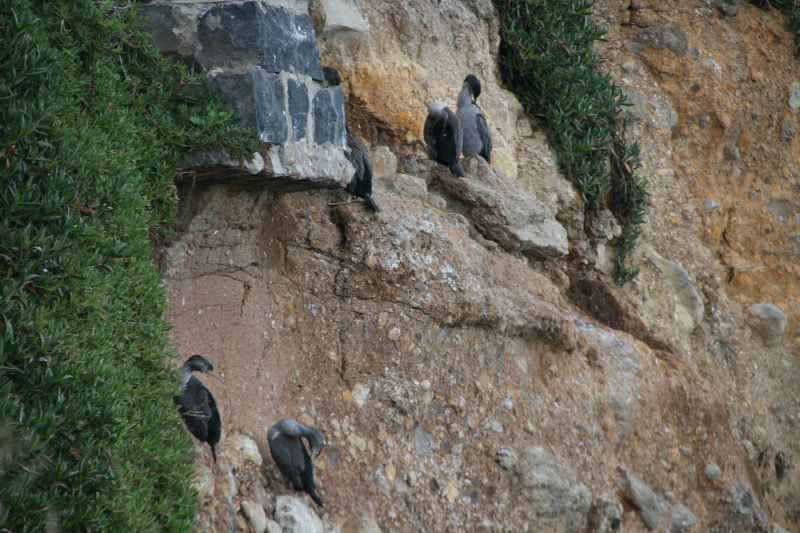 Nieuw-Zeeland 2011 - 1959